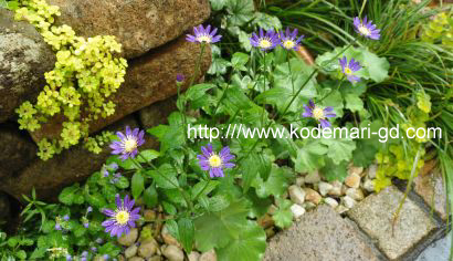 ミヤコワスレの花.jpg
