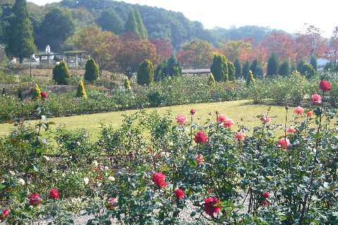 花フェスタ記念公園２００９－２