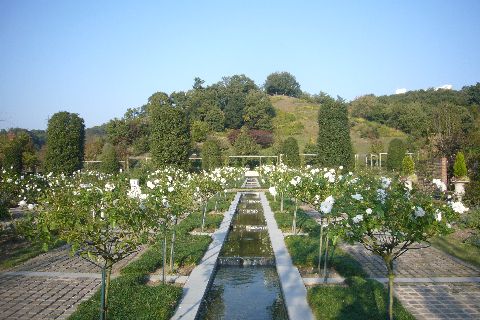 Rose icebergのカスケード